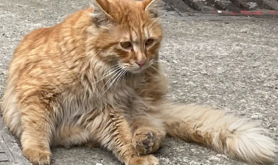 流浪猫为什么见人就跑？大家快来看看具体原因。
