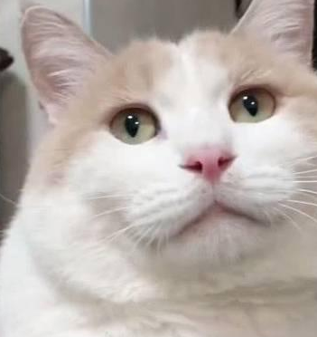 两只猫咪身材差异巨大，把主人逗笑趴了，网友：明星脸和你的脸