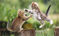猫传腹要隔离其他猫吗?答案具体看这里!