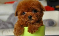 茶杯犬和泰迪哪个更聪明