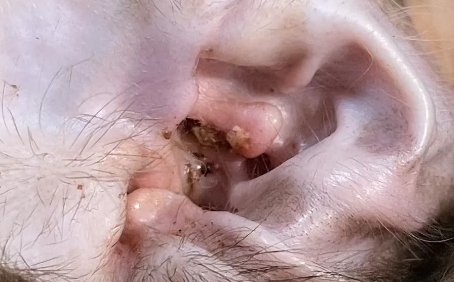 猫咪耳螨什么样子的