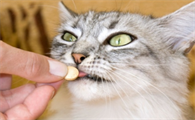 猫驱虫怎么驱虫