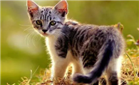 猫走丢了怎么样才能找回来