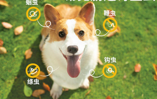 狗狗体内驱虫药什么时候吃最好