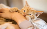 猫下死口咬主人已经五六次了