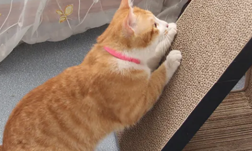 猫为什么抓猫抓板