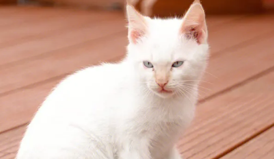 猫为啥喜欢阴气重的人