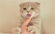 猫咪讨厌你的表现