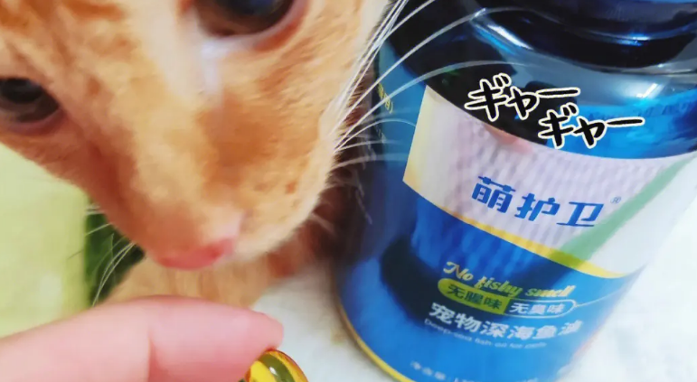宠物鱼油可以用什么代替