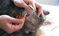 宠物医院治疗猫耳螨多少钱