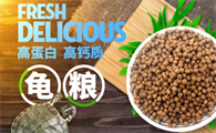 观赏龟龟粮是什么