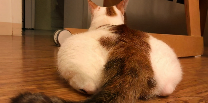 猫为什么喜欢用屁股对着人？原来是这样啊...