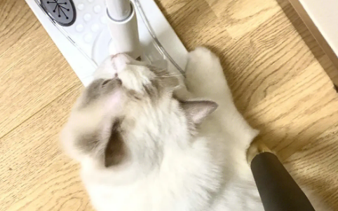猫为什么看到拖把生气？这是为什么？
