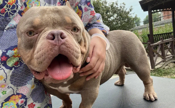 恶霸犬是哪个国家的品种