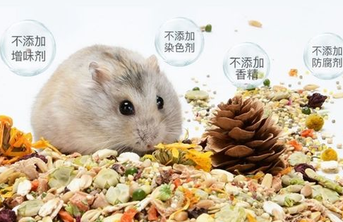 怎样给仓鼠配粮 怎样给仓鼠配粮