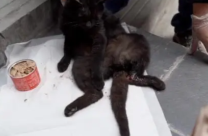 4处骨折,多处受伤的流浪猫,不知经历了多少磨难终于遇到对的人 4处骨折,多处受伤的流浪猫,不知经历了多少磨难终于遇到对的人