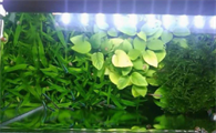 鱼缸放哪种水草好一点