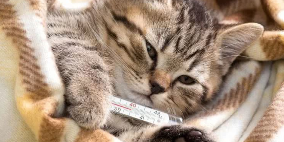 宠物店有猫咪感冒药吗
