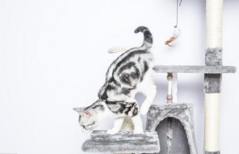 猫爬架买多高的合适 猫爬架买多高的合适
