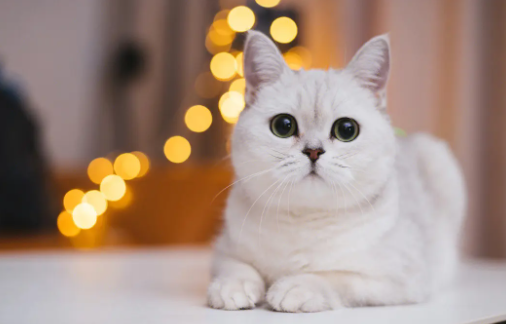 英国短毛猫什么颜色好？不懂的朋友来看看～