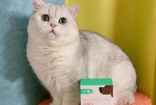 能给猫咪用的益生菌有哪些 能给猫咪用的益生菌有哪些