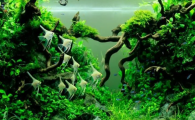 鱼缸水草怎么养