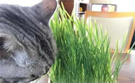猫草是不是小麦