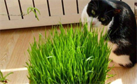小麦是猫草吗