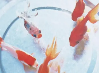 金鱼会吃龟粮吗