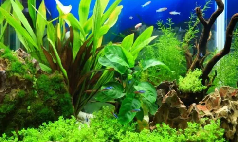 鱼缸中如何养水草 鱼缸中如何养水草