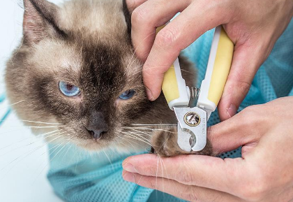 怎么剪猫咪指甲