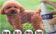 两个月的小狗需要体外驱虫吗