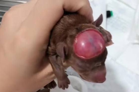 泰迪怀孕后,主人送它去做破腹产,看到小狗后,却发生意外 泰迪怀孕后,主人送它去做破腹产,看到小狗后,却发生意外