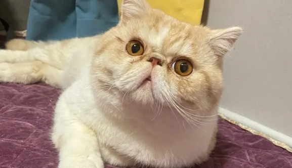 纯色加菲猫多少钱一只