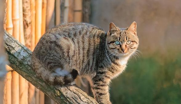 田园猫猫的品种