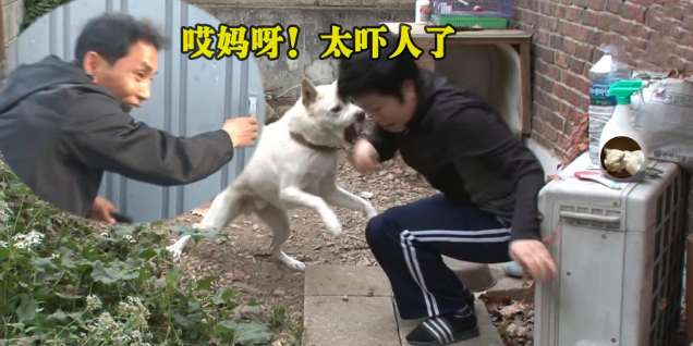 狗狗将主人赶出家门,还把训犬师吓得摔门而出 狗狗将主人赶出家门,还把训犬师吓得摔门而出