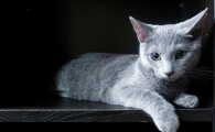 英国短毛猫不活泼怎么办，可以试试这些办法