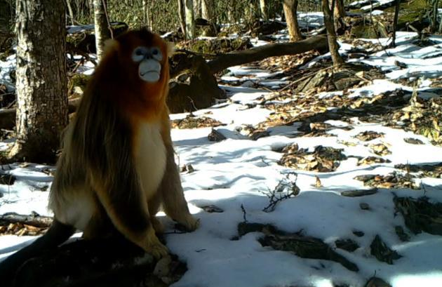 湖北三峡万朝山自然保护区首次发现国家一级保护动物川金丝猴