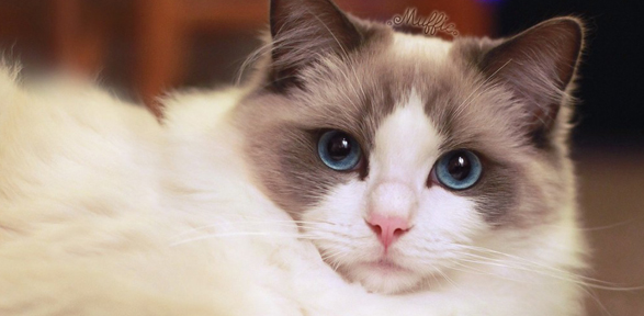 应该给猫喝什么水?矿泉水OK吗? 应该给猫喝什么水?矿泉水OK吗?