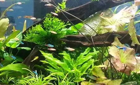 鱼缸的水草怎么种 鱼缸的水草怎么种