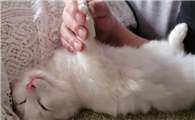 猫咪指甲需要剪吗