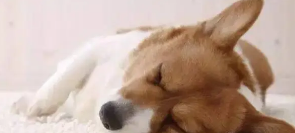 宠物感冒什么症状