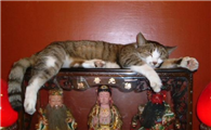为什么说猫是菩萨变的