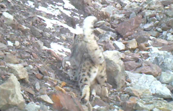 祁连山发现一只雪豹，体型壮硕，身姿矫健，嘴里还叼着一头岩羊