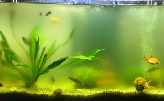 鱼缸水浑浊怎么处理办法