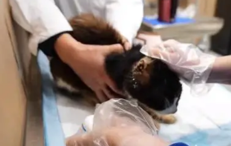 垂暮猫咪不停用头蹭着小哥 垂暮猫咪不停用头蹭着小哥