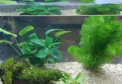 鱼缸里放水草好吗