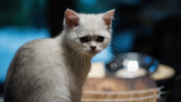 家里养猫可以用酒精消毒吗?有必要了解一下! 家里养猫可以用酒精消毒吗?有必要了解一下!