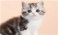 杭州哪里有卖矮脚猫