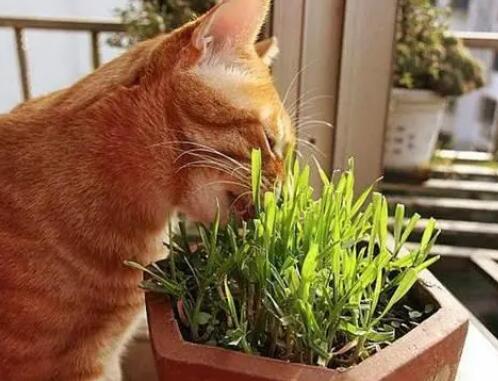 猫草片化毛和猫草一样吗